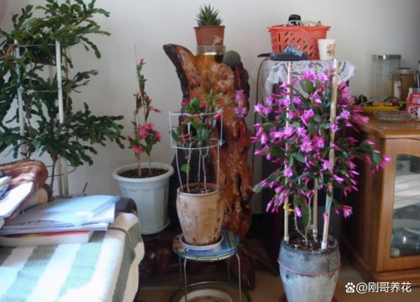 涨8配资 夏天蟹爪兰在室内养好，还是室外养好